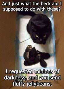 cats and their minions