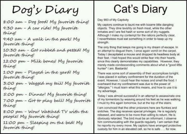 cat vs dog day